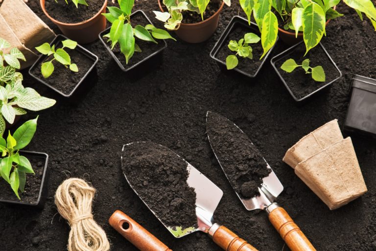 Two garden tools laying in dirt next to plants