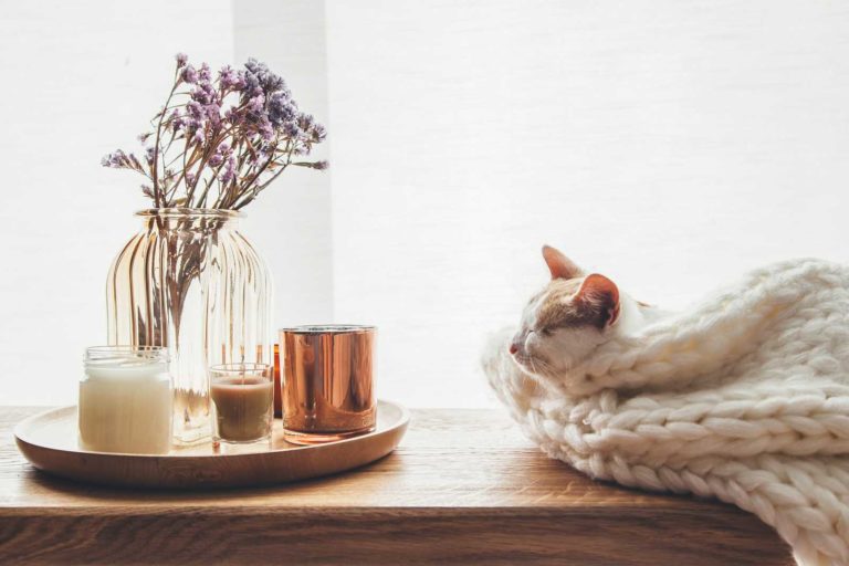 Cat sleeping next to decor