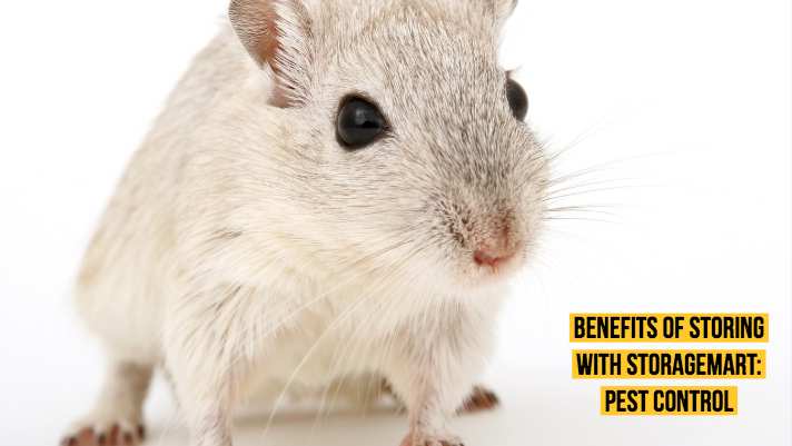 Benefits of Storing with StorageMart: Pest Control