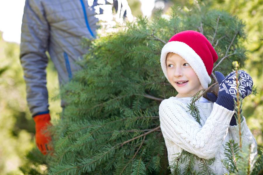 What to Know Before Visiting a Christmas Tree Farm