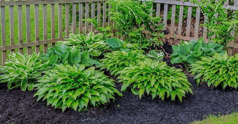 Solomonâ€™s seal and hostas grow in a shady garden.