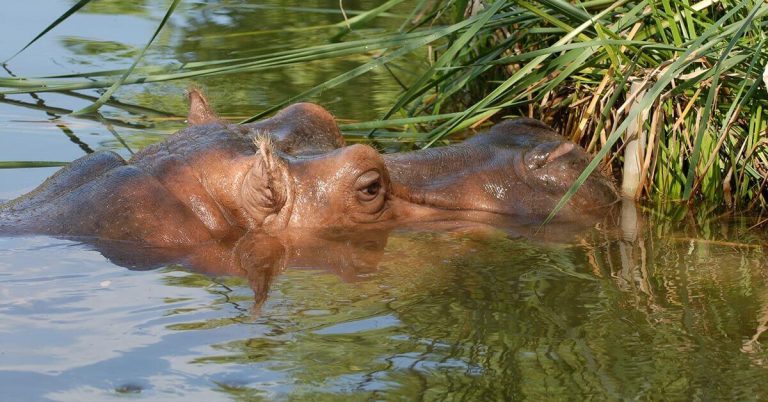 A hippo emerges from the water at the Kansas City Zoo