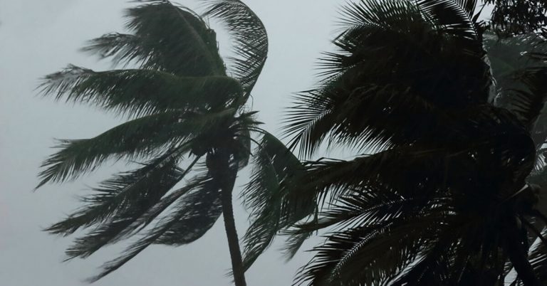 Palm trees affected by hurricane-strength winds.