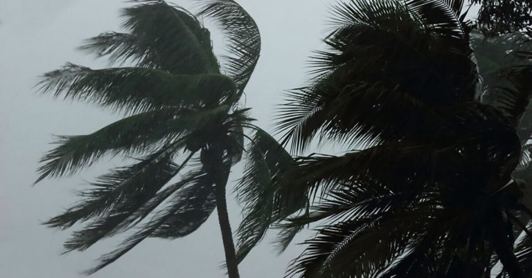 Palm trees affected by hurricane-strength winds.