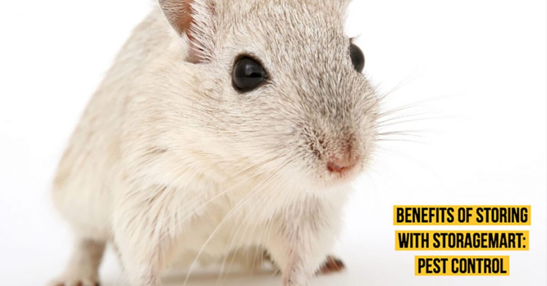 Benefits of Storing with StorageMart Pest Control