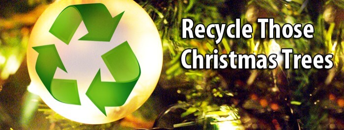 Recycling Christmas Trees