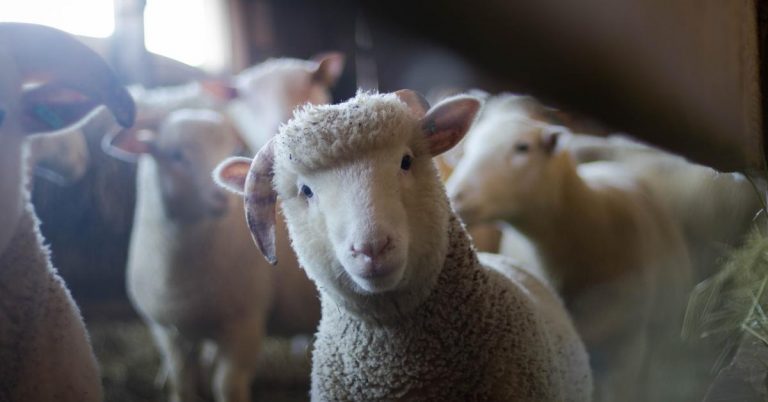 A flock of sheep in a barn.