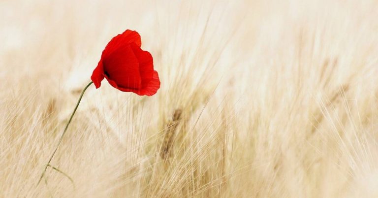 A lone poppy in a field