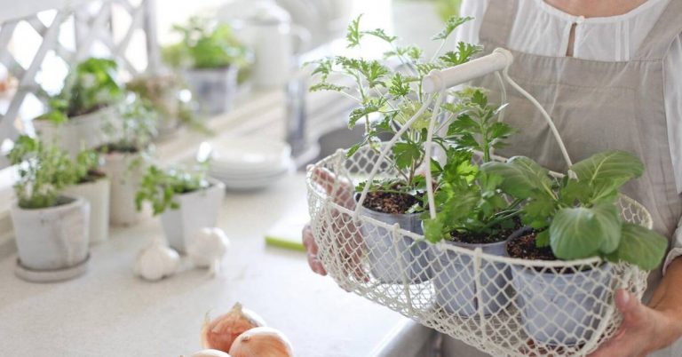 a woman holding a basket of indoor herbs