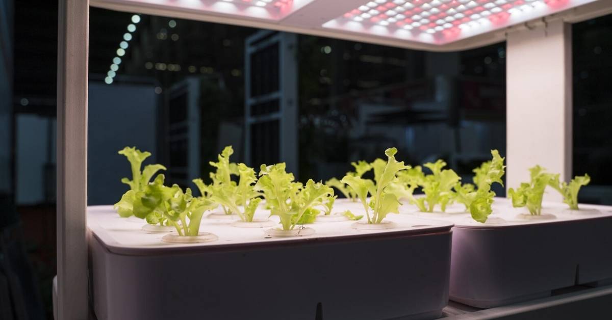 seedlings under grow lights