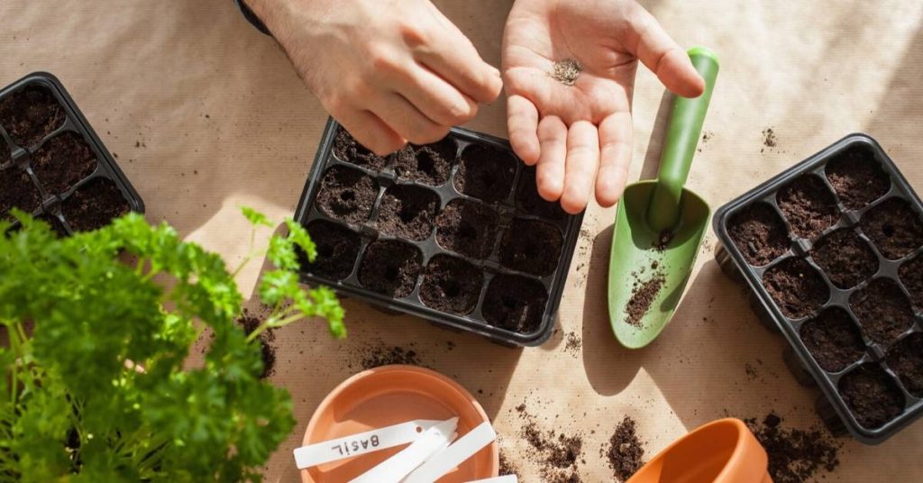 a man planting seeds indoors