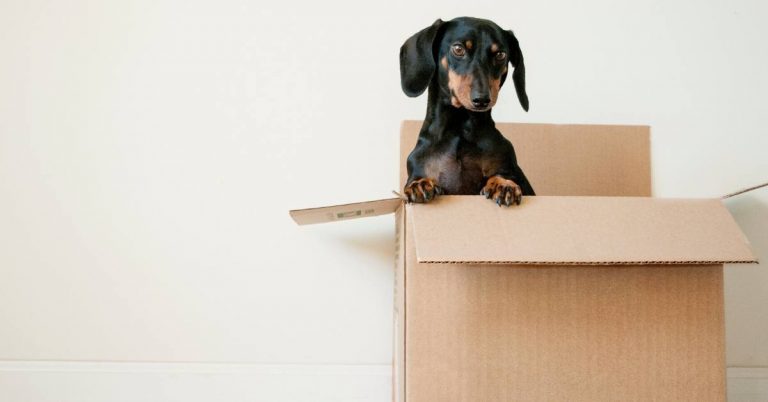 Apartment Movers