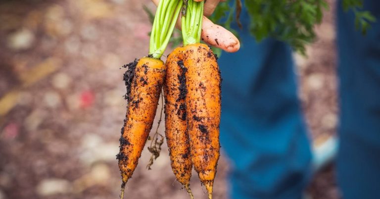 carrots fresh from a garden