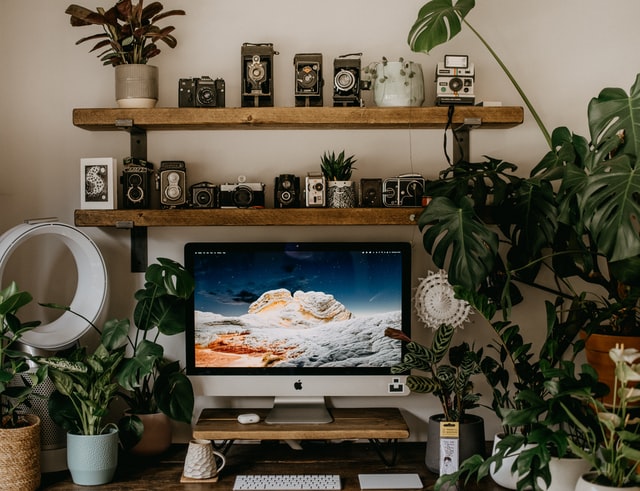 Storage Shelves and Desk Holding Plants and Cameras