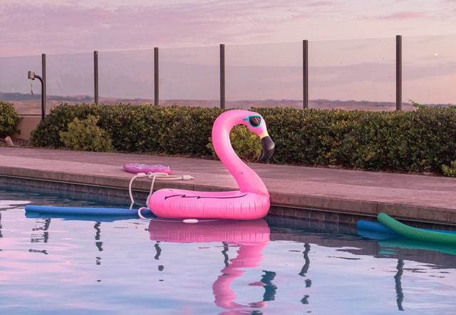 Flamingo floating in a pool