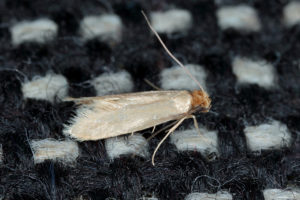 A close-up of a moth on a sweater.