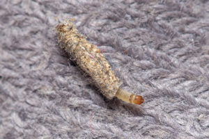 A moth case-bearing on a sweater.